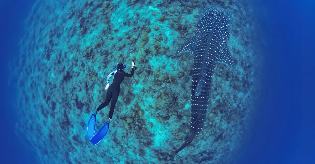 Earthwatch Expeditions guest swimming with a whale shark, Baja, Mexico. 