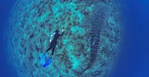 Earthwatch Expeditions guest swimming with a whale shark, Baja, Mexico. 