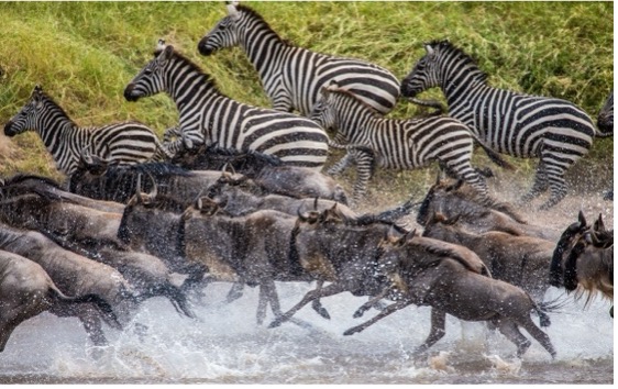 Great Migration