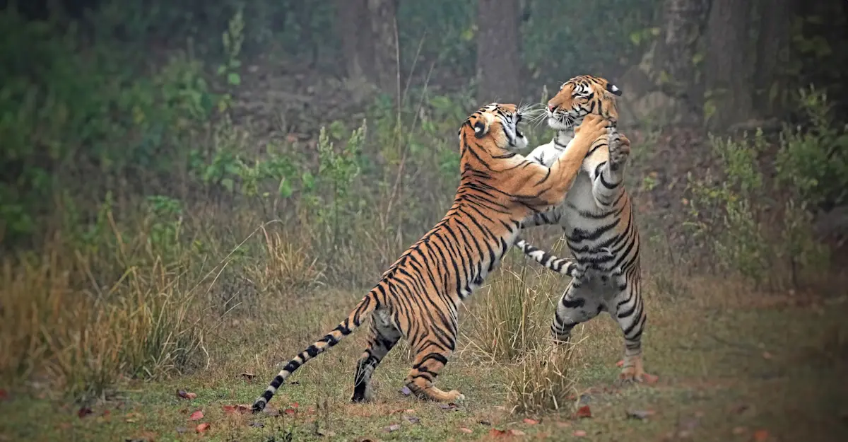 Bengal tigers, Tadoba National Park, India.