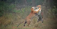 Bengal tigers, Tadoba National Park, India.