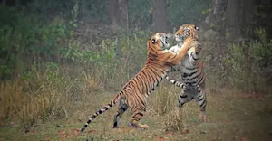 Bengal tigers, Tadoba National Park, India.