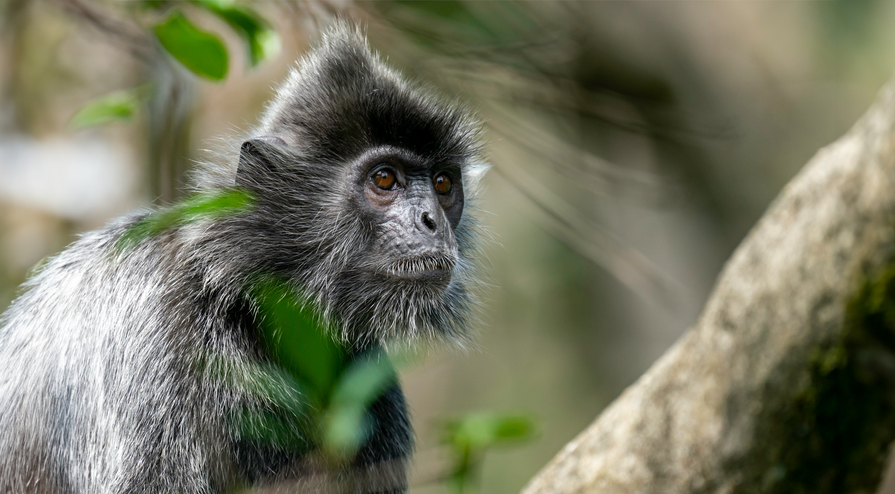 Borneo Wildlife Photo Expedition | Natural Habitat Adventures