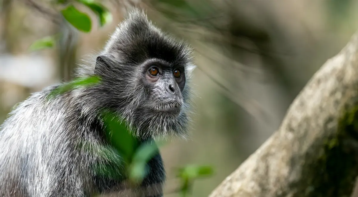 Silvered leaf monkey. Bako National Park, Borneo.