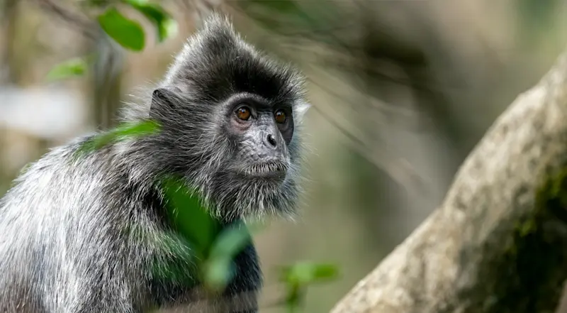 Silvered leaf monkey. Bako National Park, Borneo.