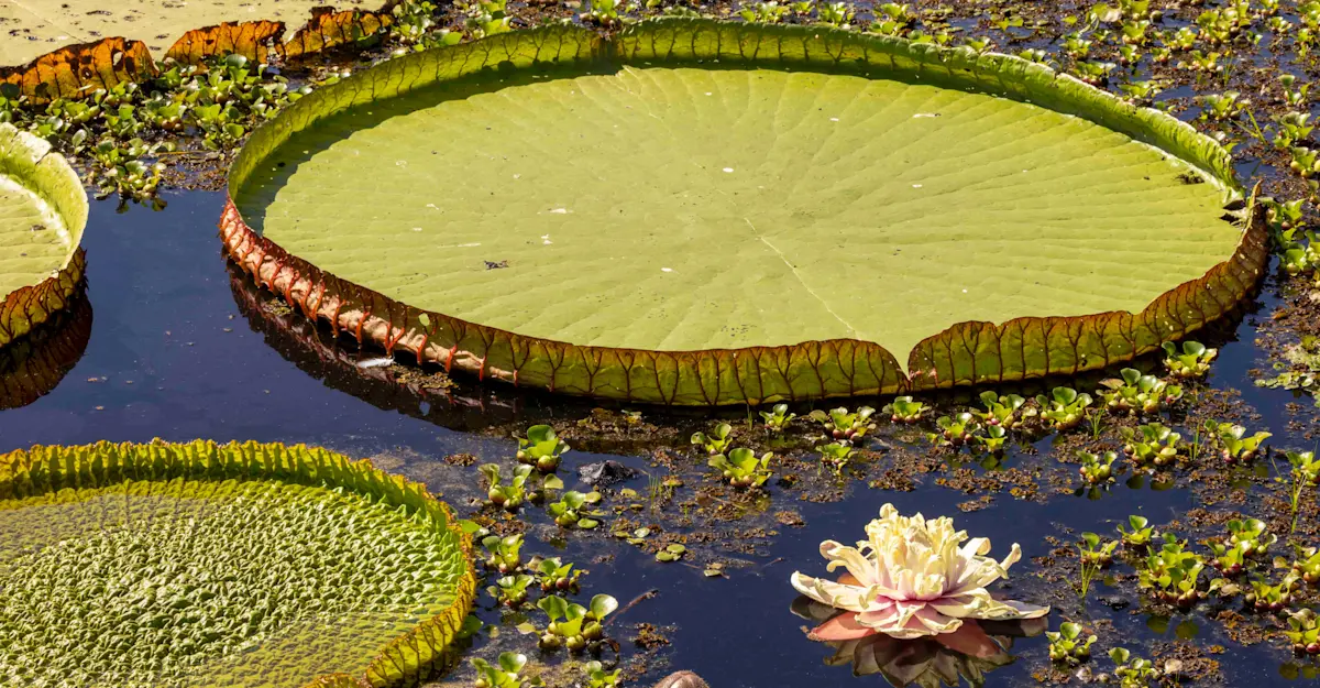Victoria Amazonica giant lilly pads, Pantanal, Brazil.