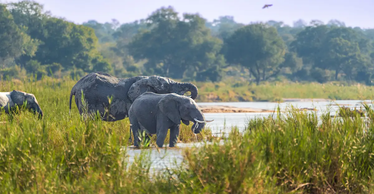 Elephants in a riverbed, South Africa.