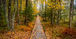 Jesup Path, The Wild Gardens of Acadia, Acadia National Park, Maine.