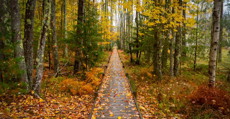 Jesup Path, The Wild Gardens of Acadia, Acadia National Park, Maine.