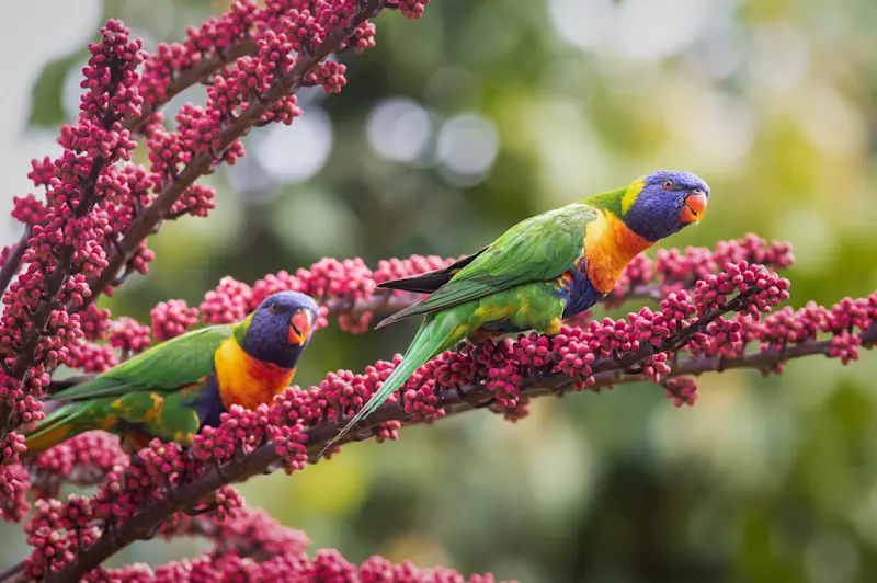 Rainbow Lorikeet, Australia.