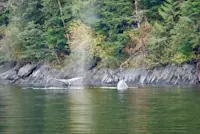 Whales captured during my Spirit Bear trip in Canada! 