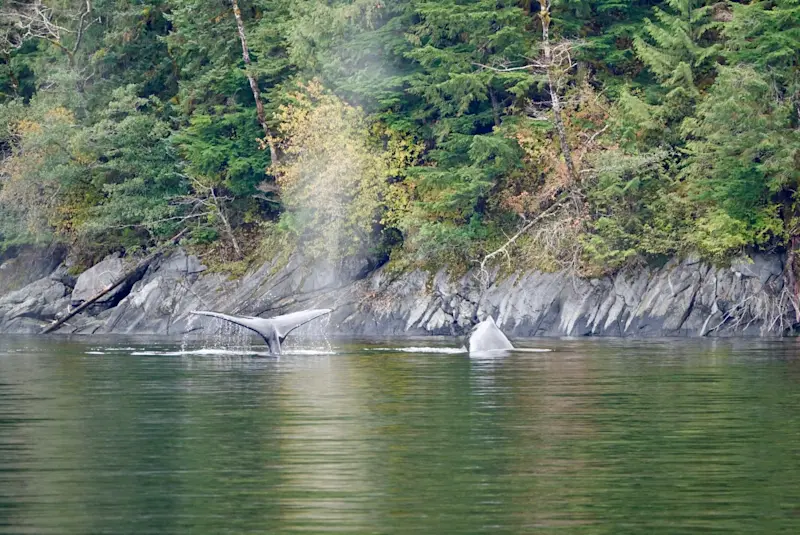 Whales captured during my Spirit Bear trip in Canada! 
