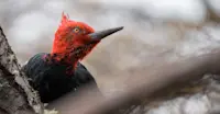 Slideshow Thumbnail 6 of 20