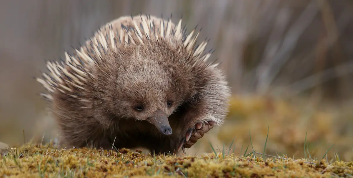 Short-beaked echidna, Cradle Mountain National Park, Australia.