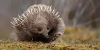 Short-beaked echidna, Cradle Mountain National Park, Australia.