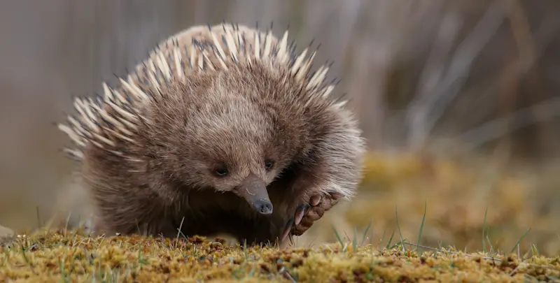 Short-beaked echidna, Cradle Mountain National Park, Australia.