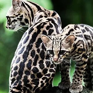 Beforeyougo|South-America|Brazil|ocelot_preview