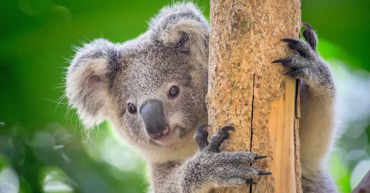 A koala mother and baby look down from a tree along Great Ocean Road, Victoria, Australia