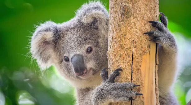 A koala mother and baby look down from a tree along Great Ocean Road, Victoria, Australia