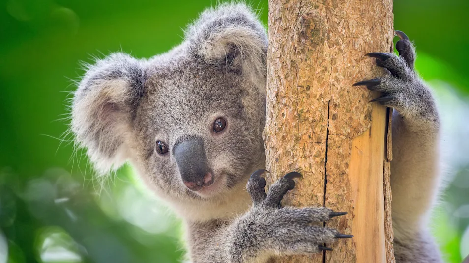A koala mother and baby look down from a tree along Great Ocean Road, Victoria, Australia