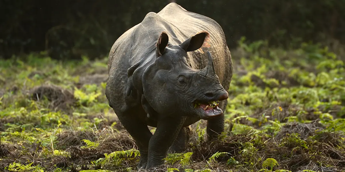 One-horned rhino, Chitwan National Park, Nepal.