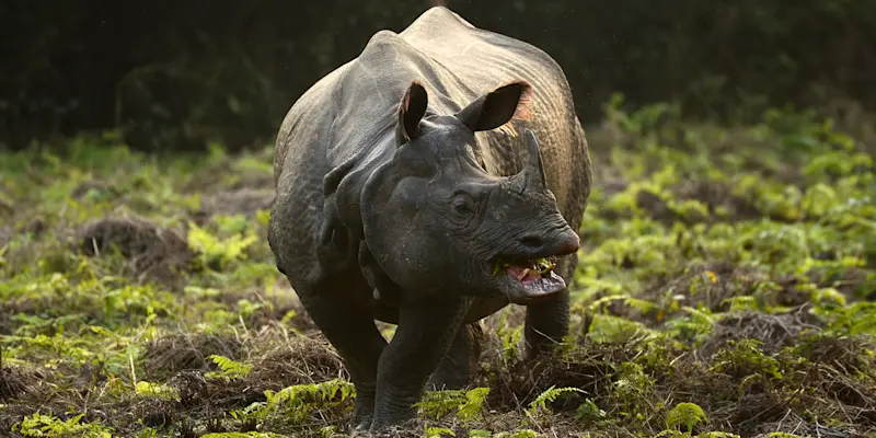 One-horned rhino, Chitwan National Park, Nepal.