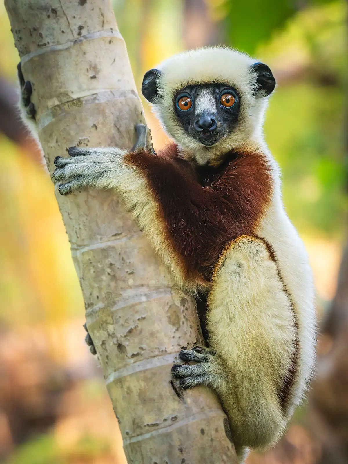 Coquerel's Sifaka Lemur, Anjajave Nature Reserve, Madagascar.