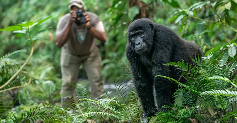Mountain gorilla, Bwindi Impenetrable Forest National Park, Uganda.