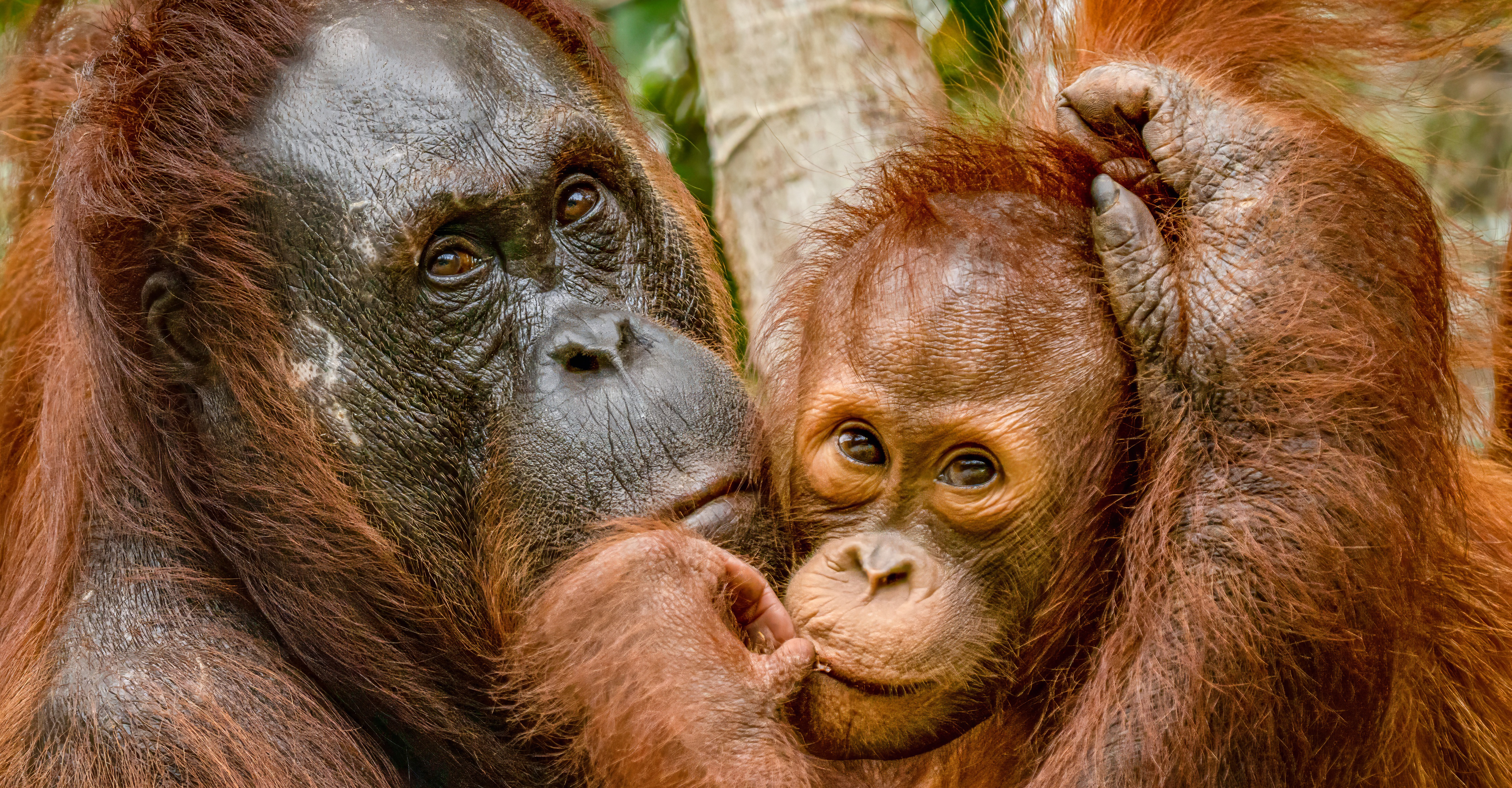 ボルネオ島 野生動物 写真集「Borneo's Wildlife」
