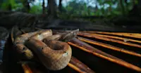 Macro — Hump-nosed Pit Viper
