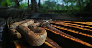 Macro — Hump-nosed Pit Viper