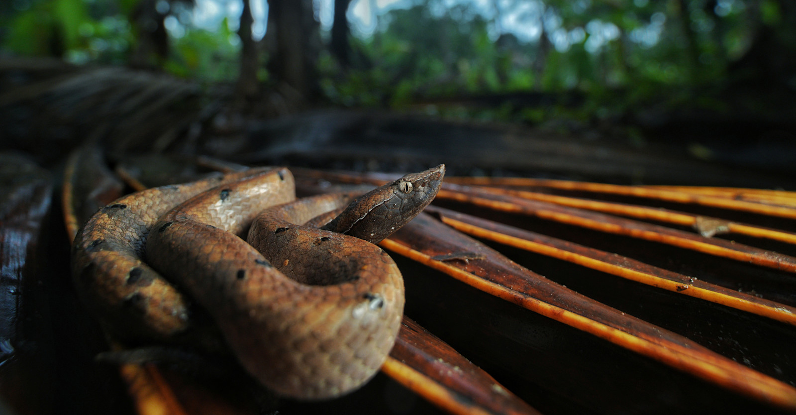 Macro — Hump-nosed Pit Viper