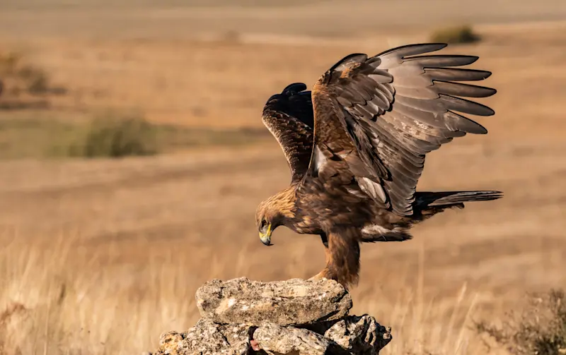 Golden eagle, Hustai National Park, Mongolia.
