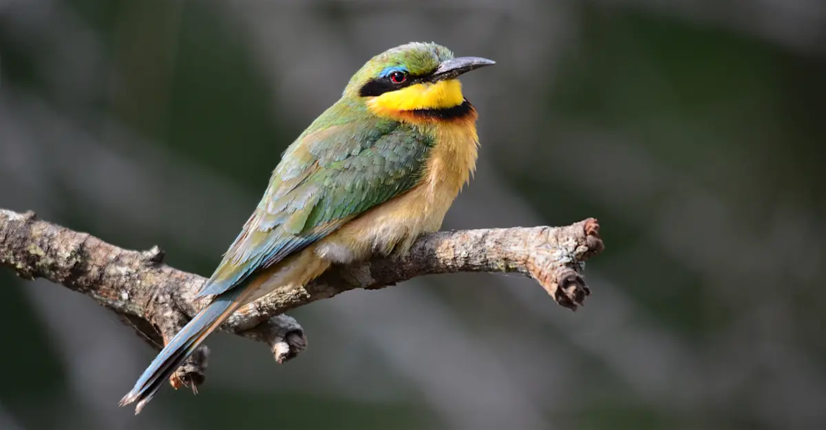 Bee-eater, South Africa.