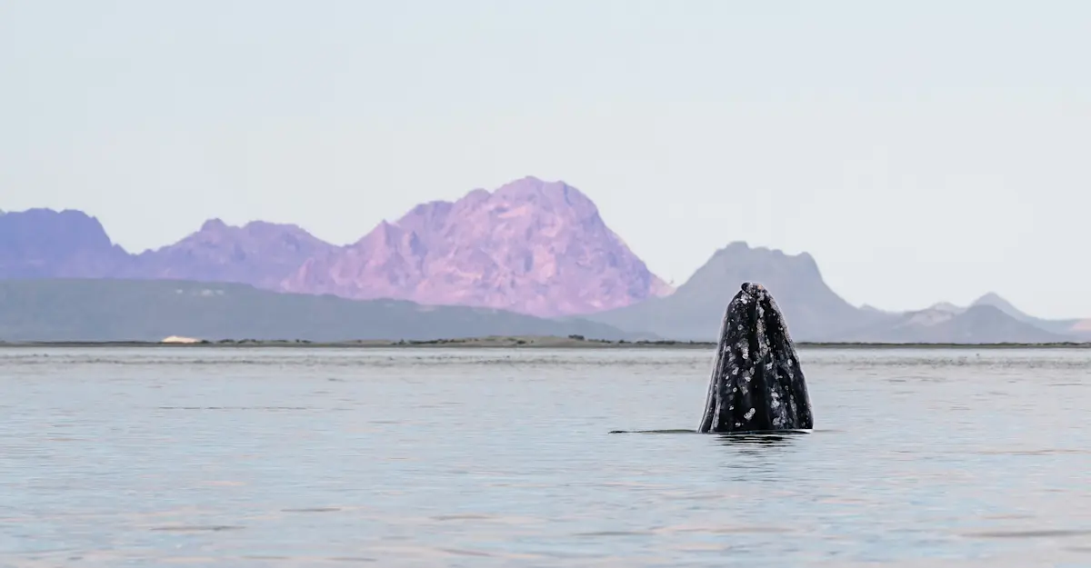 Gray whale spyhopping, San Ignacio Lagoon, Baja, Mexico. 