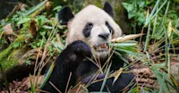 Giant panda, Wild Panda Nature Reserve, China.