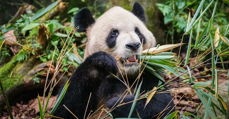 Giant panda, Wild Panda Nature Reserve, China.