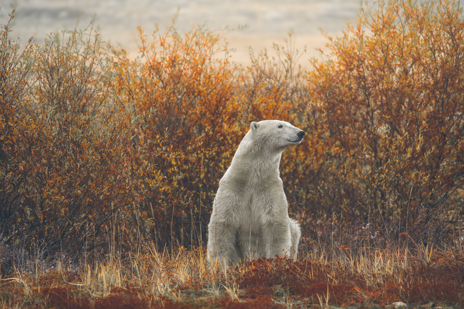 A peaceful moment in Churchill, Manitoba. 