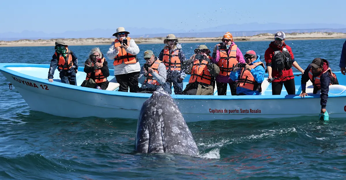 Nat Hab guests and gray whale, San Ignacio Lagoon, Baja, Mexico.
