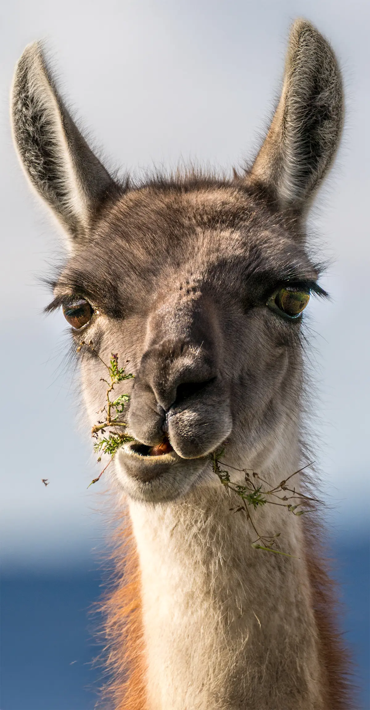 Guanaco, Patagonia.