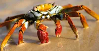 Sally Lightfoot crab, Bartolome Island, Galapagos, Ecuador.