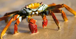 Sally Lightfoot crab, Bartolome Island, Galapagos, Ecuador.