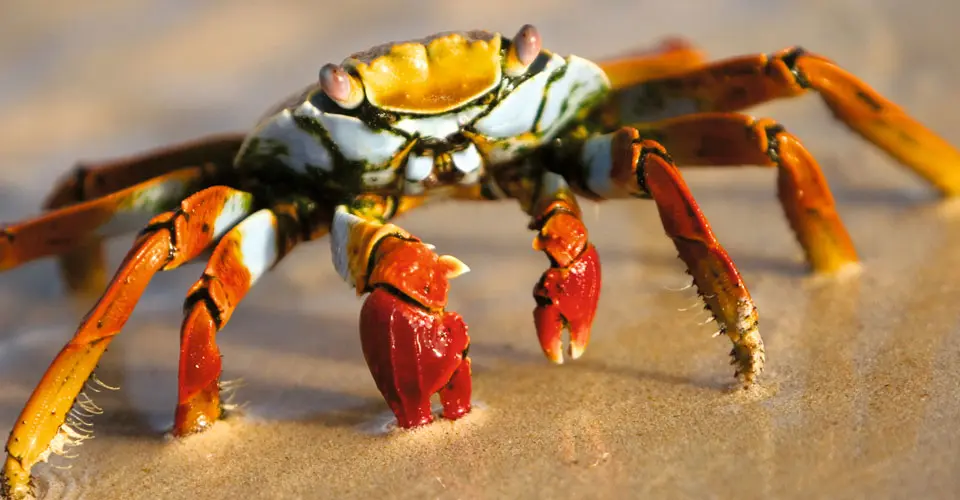 Sally Lightfoot crab, Bartolome Island, Galapagos, Ecuador.