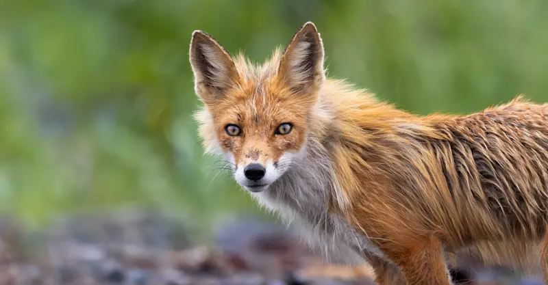 Red fox, Nat Hab's Alaska Bear Camp, Lake Clark National Park