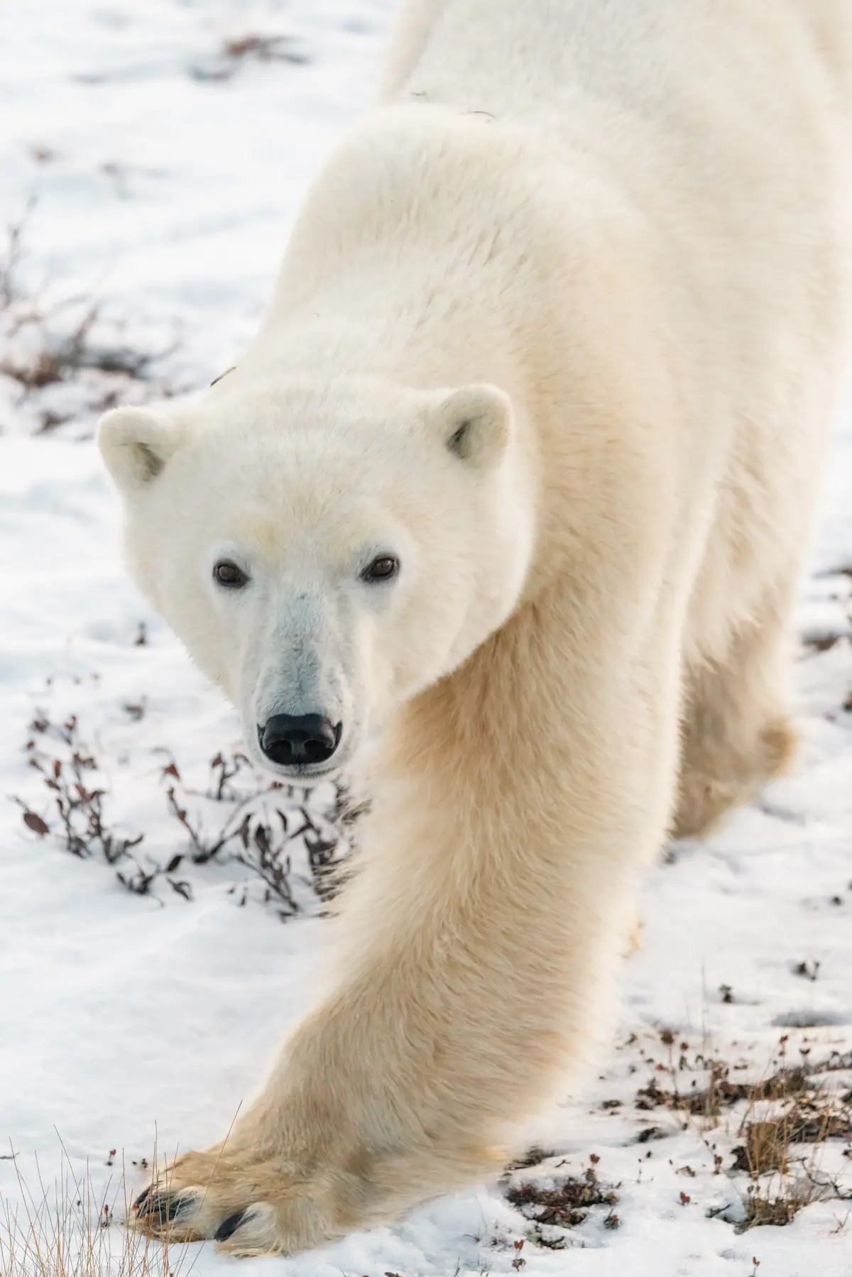 Polar bear, Churchill, Manitoba.