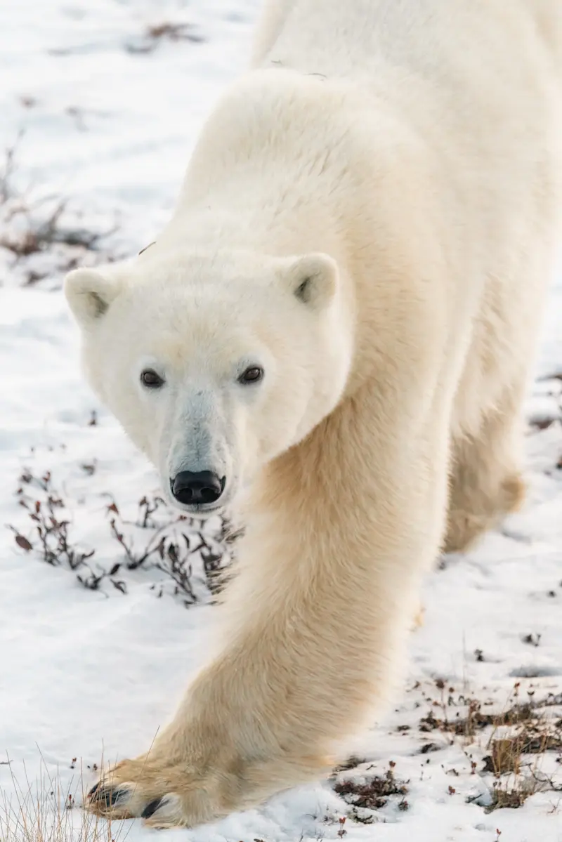 Polar bear, Churchill, Manitoba.