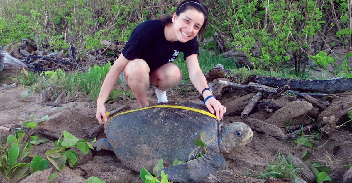 Earthwatch Expeditions guest measures an adult sea turtle, Playa Grande, Costa Rica.