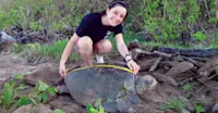 Earthwatch Expeditions guest measures an adult sea turtle, Playa Grande, Costa Rica.