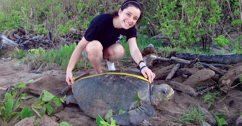 Earthwatch guest measures an adult sea turtle, Playa Grande, Costa Rica.