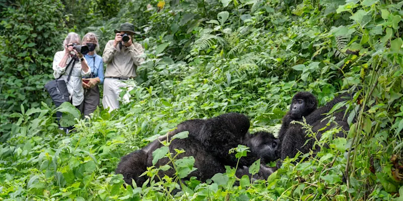Nat Hab guests and mountain gorillas, Volcanoes National Park, Rwanda.